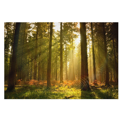 Fototapeta na stěnu Úsvit v paprscích slunce