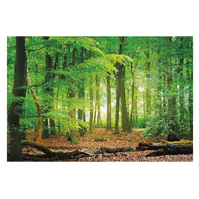 Fotografická vliesová tapeta s motivem slunečních paprsků v lese