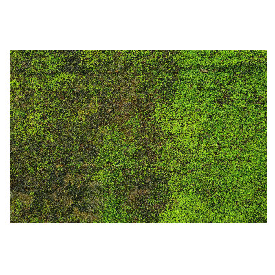 Fototapeta na vliesu s potiskem textury organického mechu