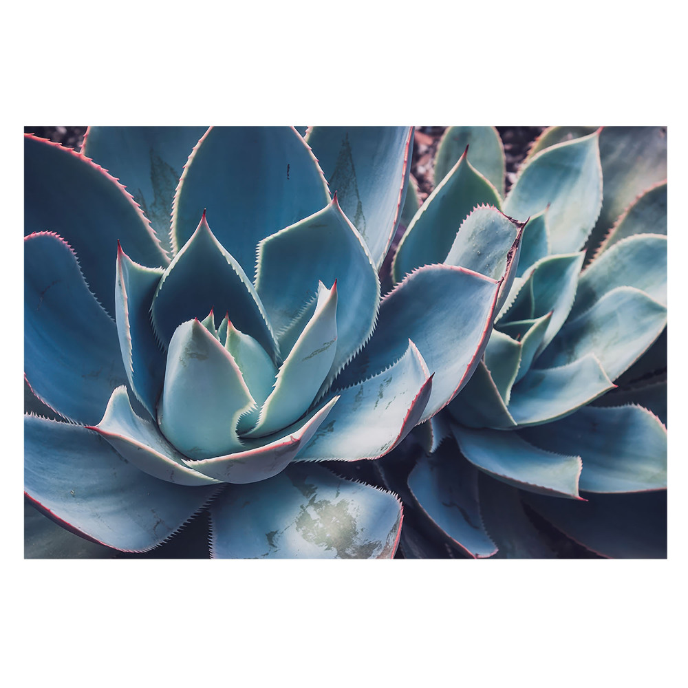 Moderní fototapeta na míru se vzorem symetricky uspořádaných listů aloe vera