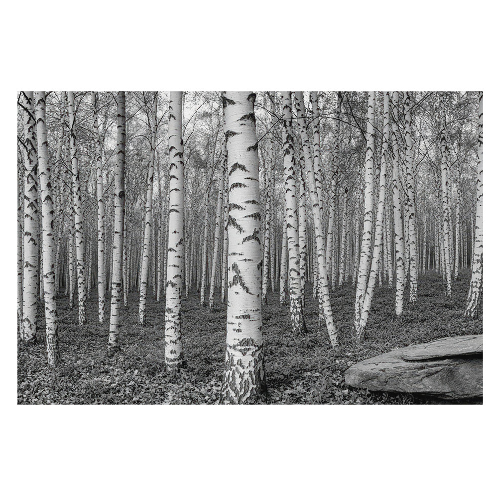 Fototapeta do ložnice "Harmonický klid bílých kmenů stromů"