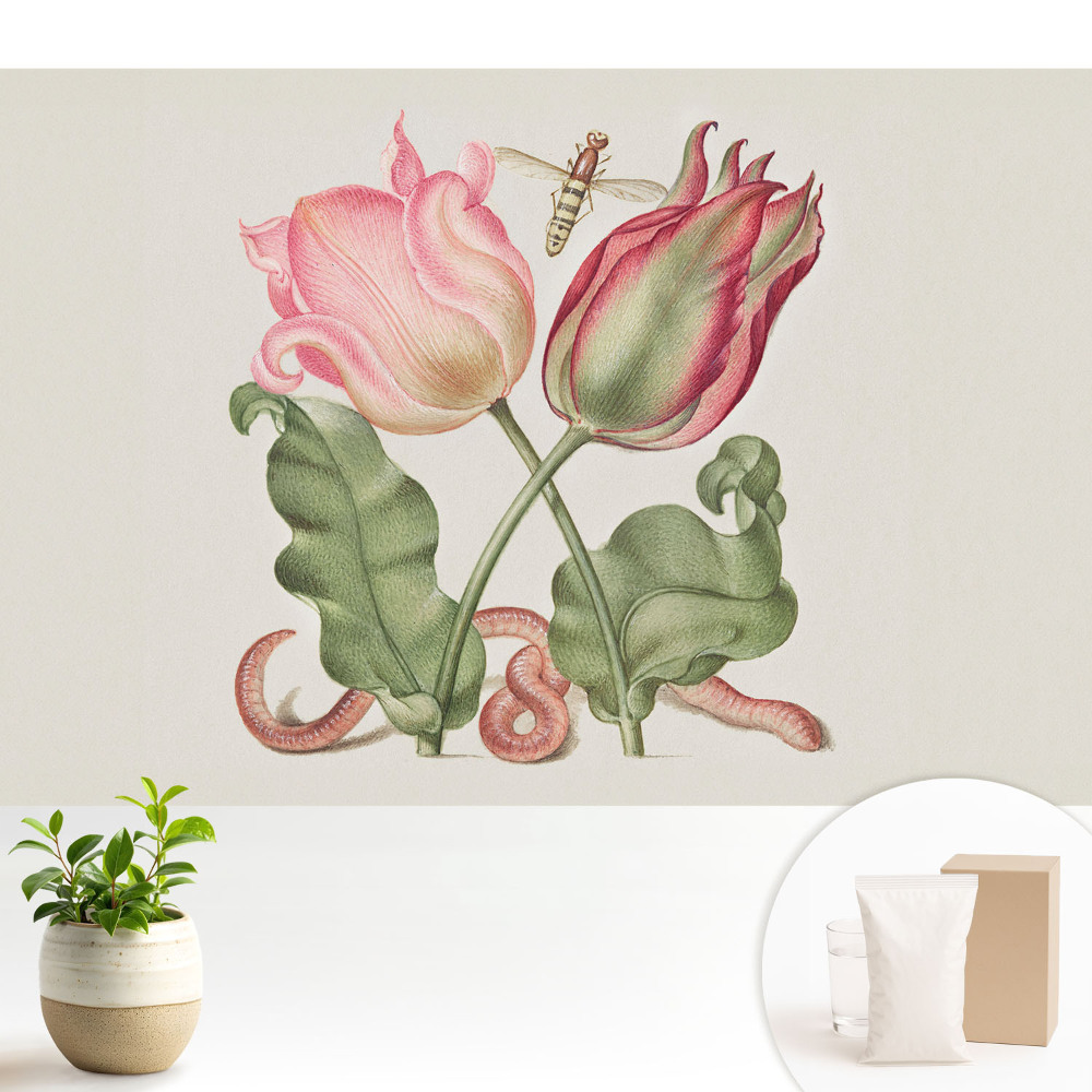 Fototapeta na stěnu s detailem tulipánu