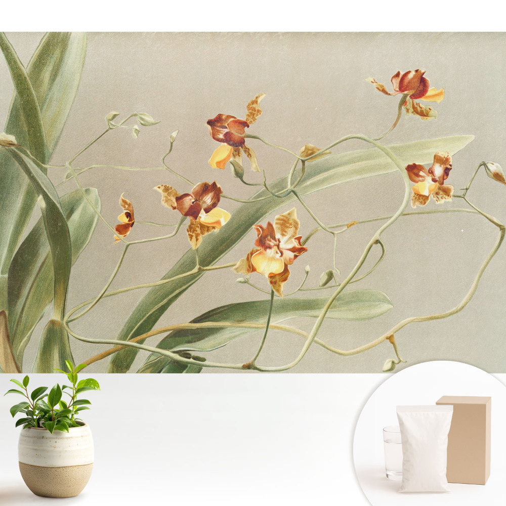 Fototapeta na míru do obývacího pokoje s motivem vznešených orchidejí na popelavém pozadí