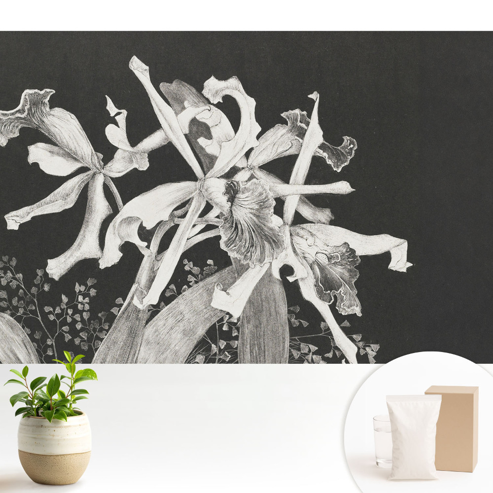 Fototapeta na stěnu Elegantní tmavá orchidej