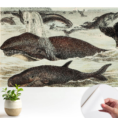 Samolepicí dekorativní fototapeta mořská fauna