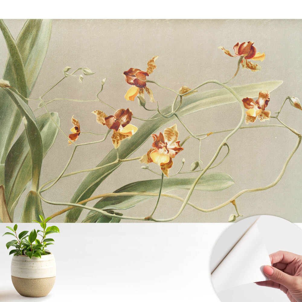 Fototapeta pro holku Vznešené orchideje na popelavém pozadí