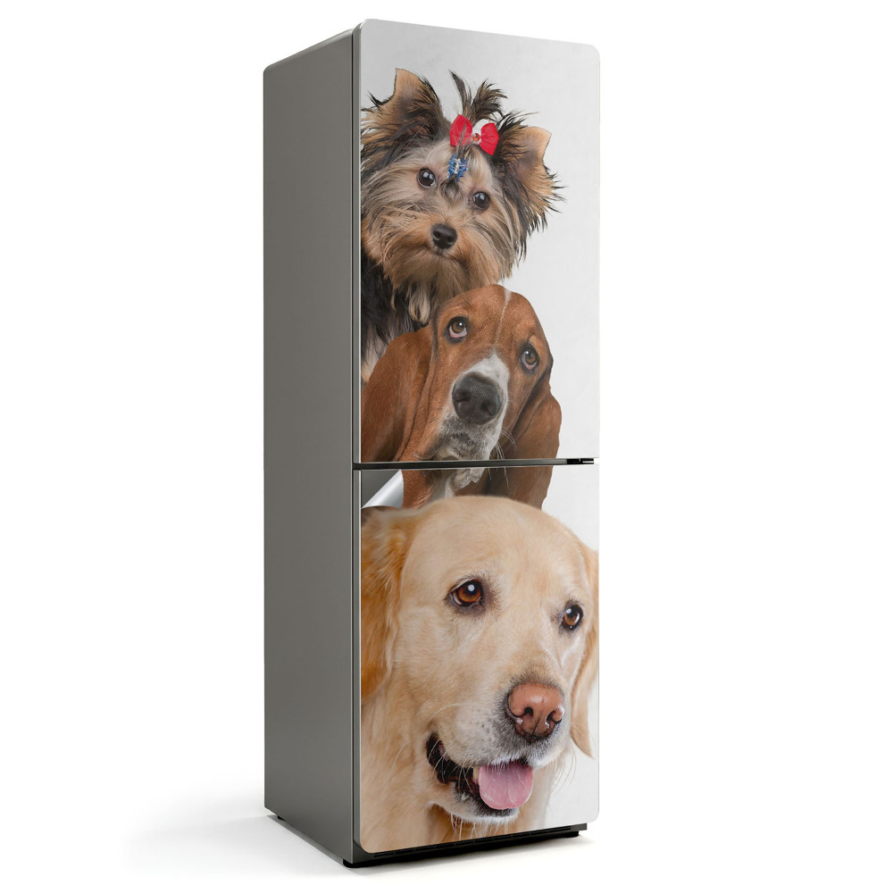 Tapeta na lednici Trio čtyřnohých tvorů v jednom záběru