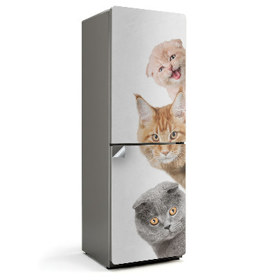 Samolepka na lednici Kočky ve šťastné frontě