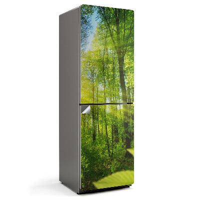 Tapeta na lednici Sluneční paprsky v lesním prostředí